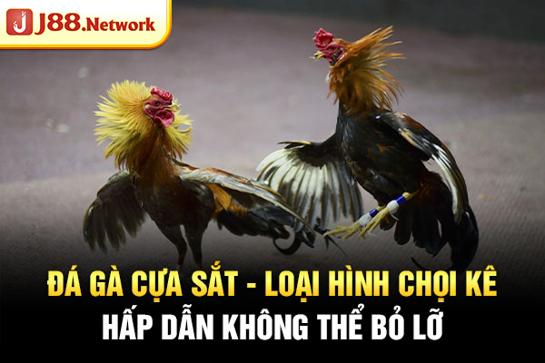Đá Gà Cựa Sắt - Loại Hình Chọi Kê Hấp Dẫn Không Thể Bỏ Lỡ