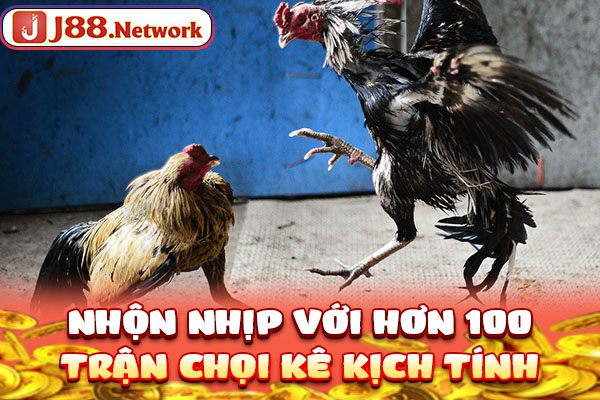 Nhộn nhịp với hơn 100 trận chọi kê kịch tính