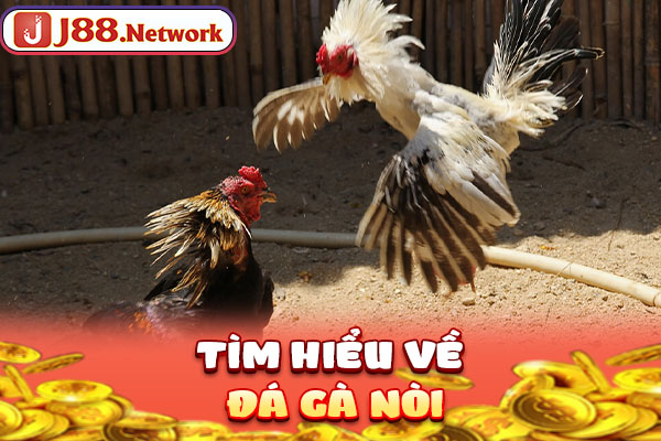 Tìm hiểu về đá gà nòi Tìm hiểu về đá gà nòi